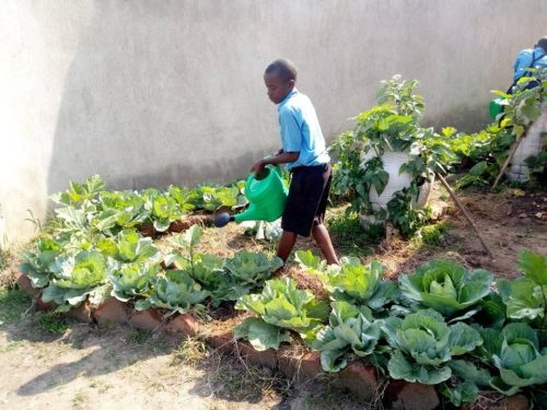 watering the school garden