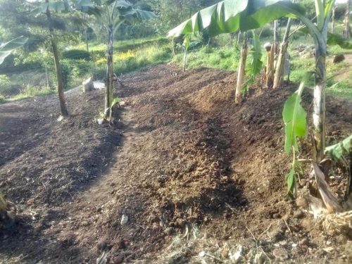 vegetable seedling beds