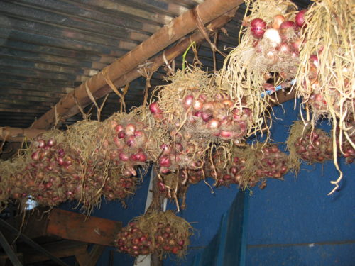 onions grown in school garden