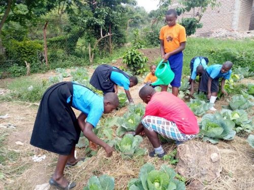 mulching the cabbages