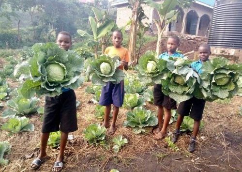 produce from school garden