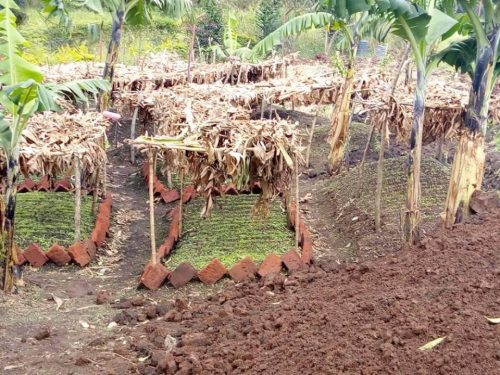 vegetable seedlings in the school garden