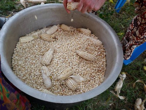 maize for porridge