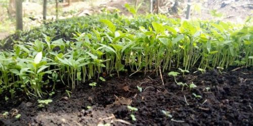 Seedlings in the Uphill school garden