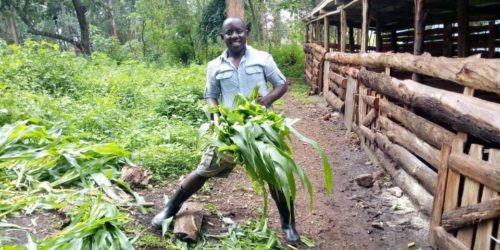 Cutting greens for the pigs