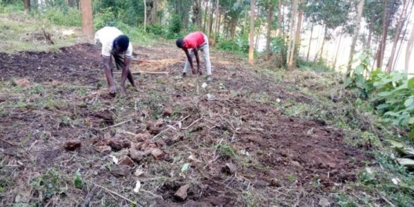 Clearing ground for a piggery