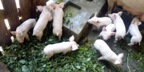 Uphill piglets